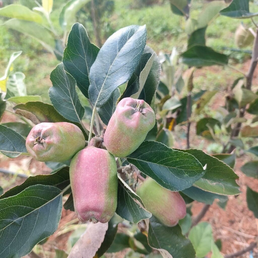 Apple farming in Kenya