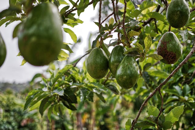 What We Grow at Columbia Farm