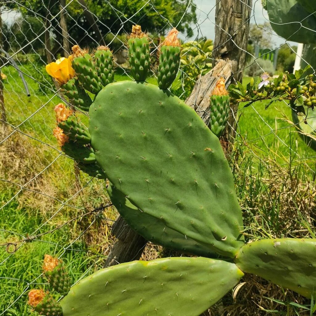 Cactus2