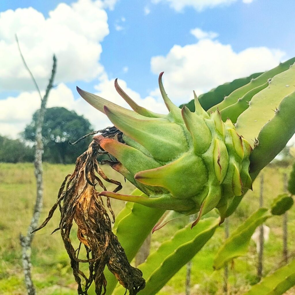 Dragon Fruit Farming Kenya