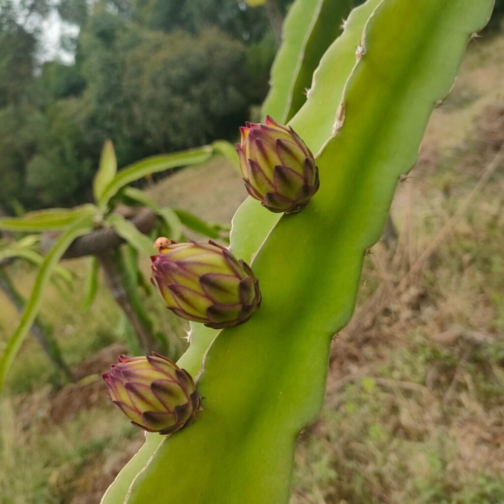 Dragon Fruit Buds