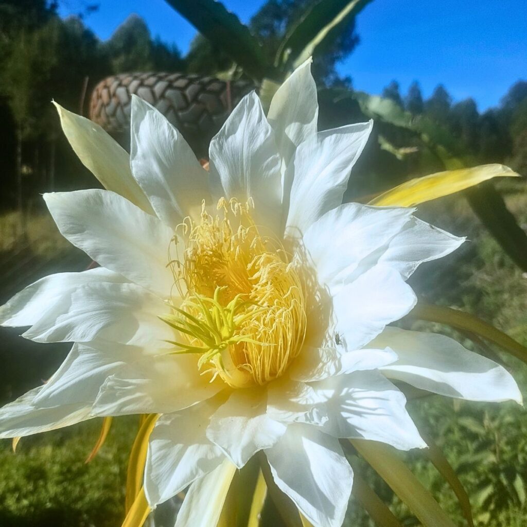 Dragon Fruit Flower in Kenya