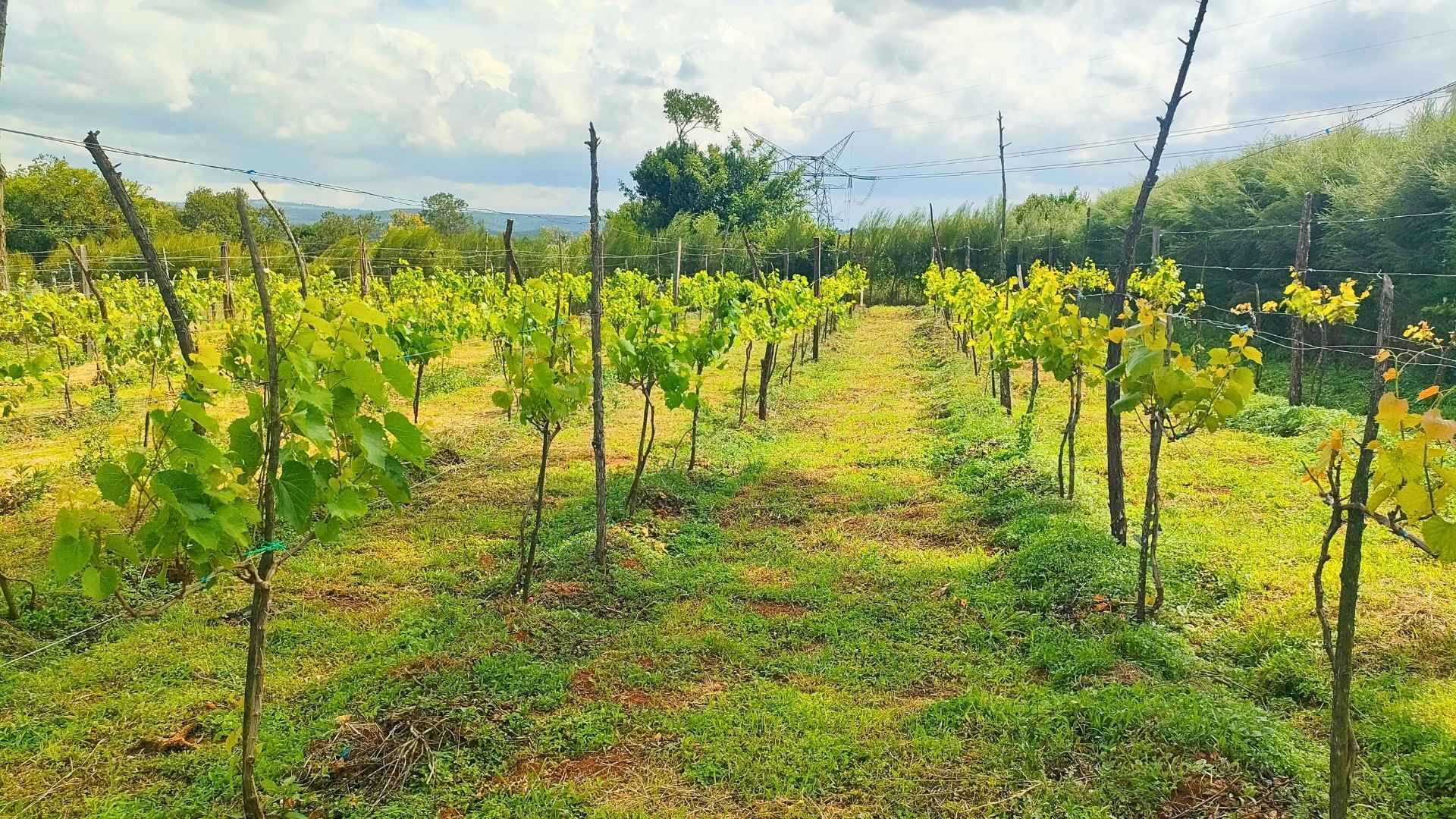 Columbia Farm — Highland Farm, Nyandarua County Kenya