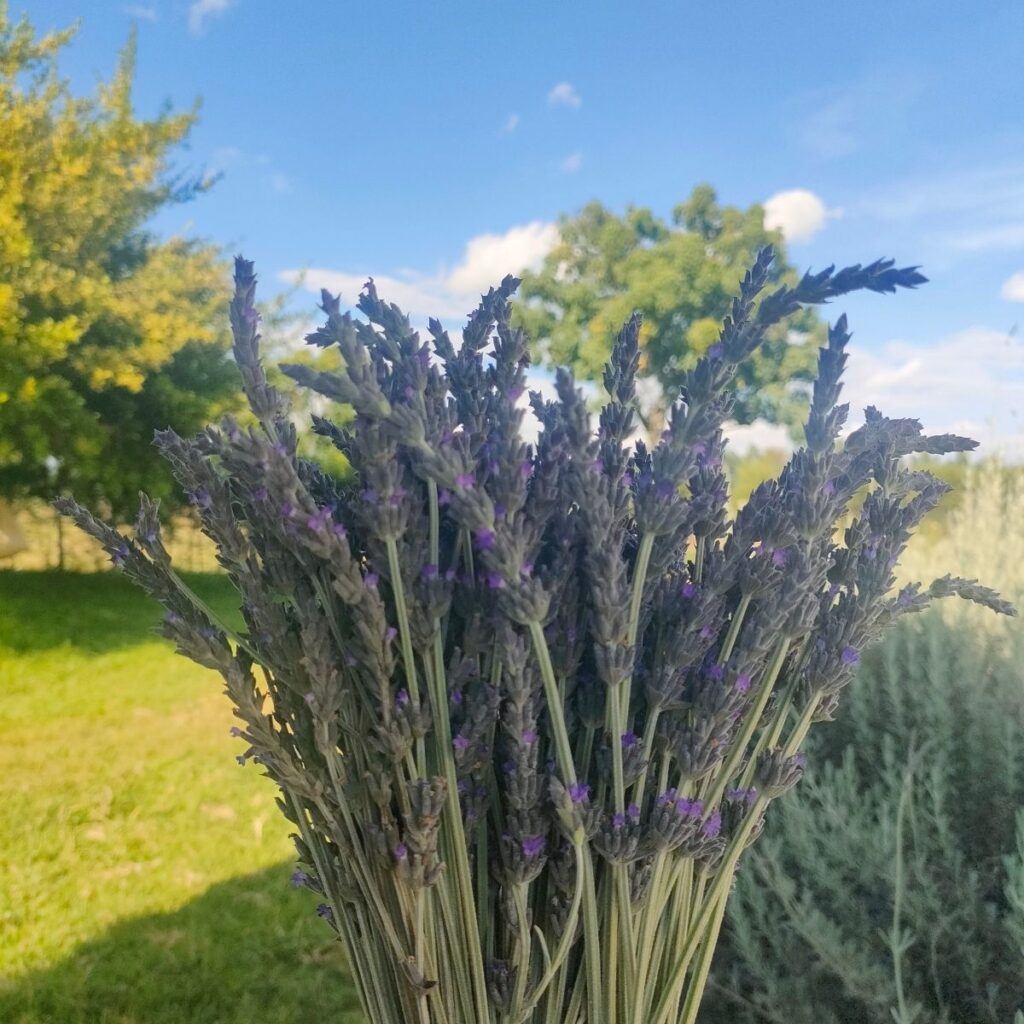Lavender