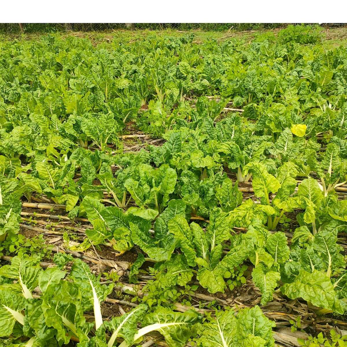Spinach and Kale