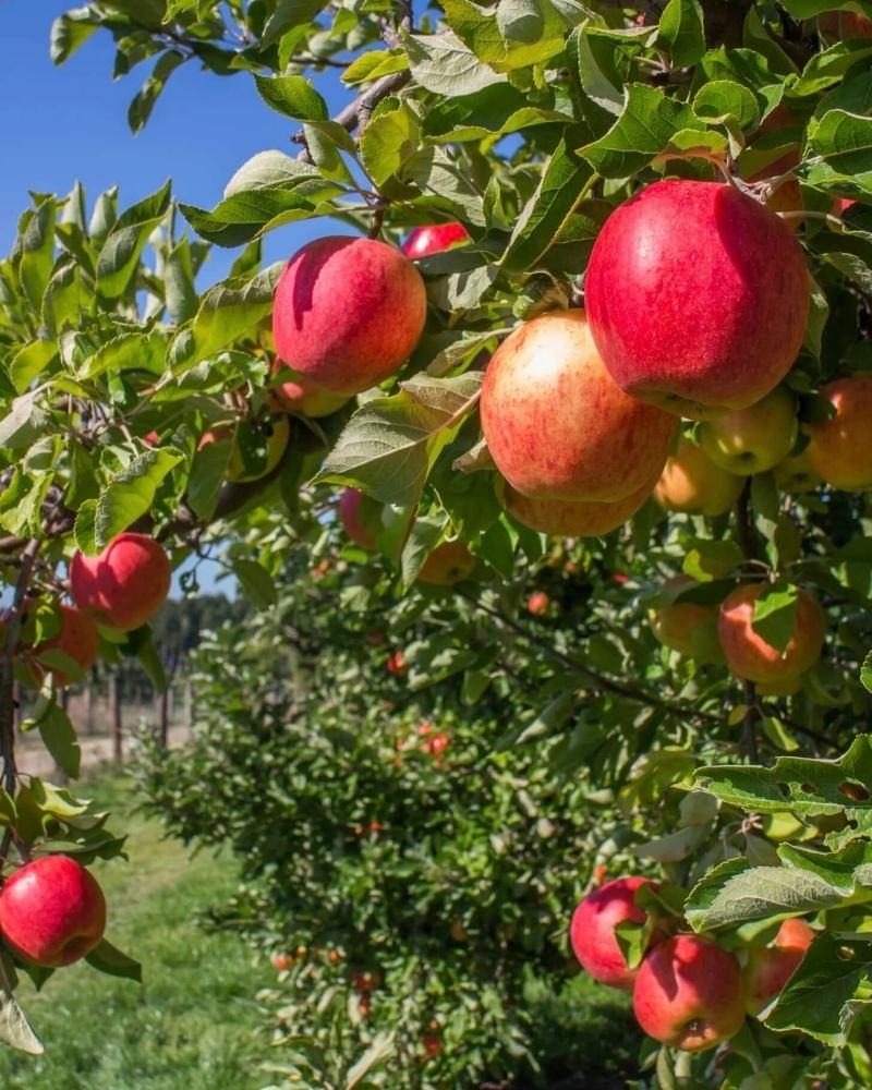 Anna apple