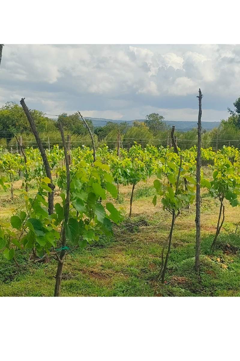 Grape Farming