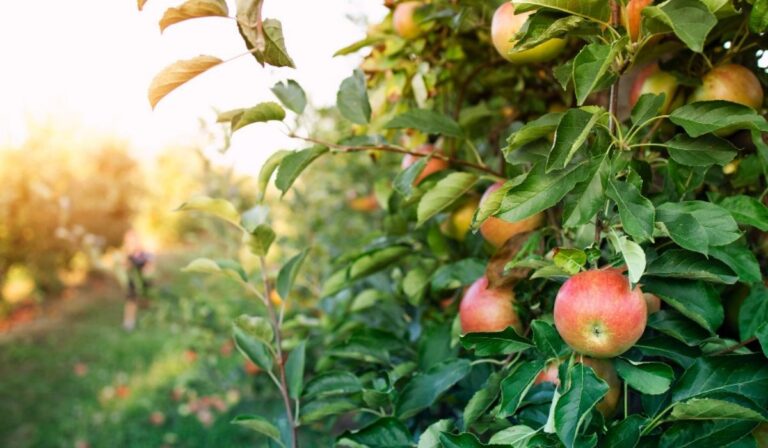 Apple Farming in Kenya | Wambugu Apples Guide to Grow