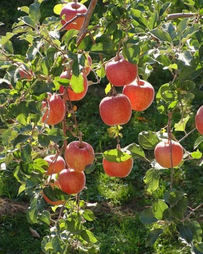 Fuji Apple