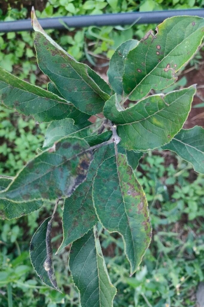 Apple Farming in Kenya