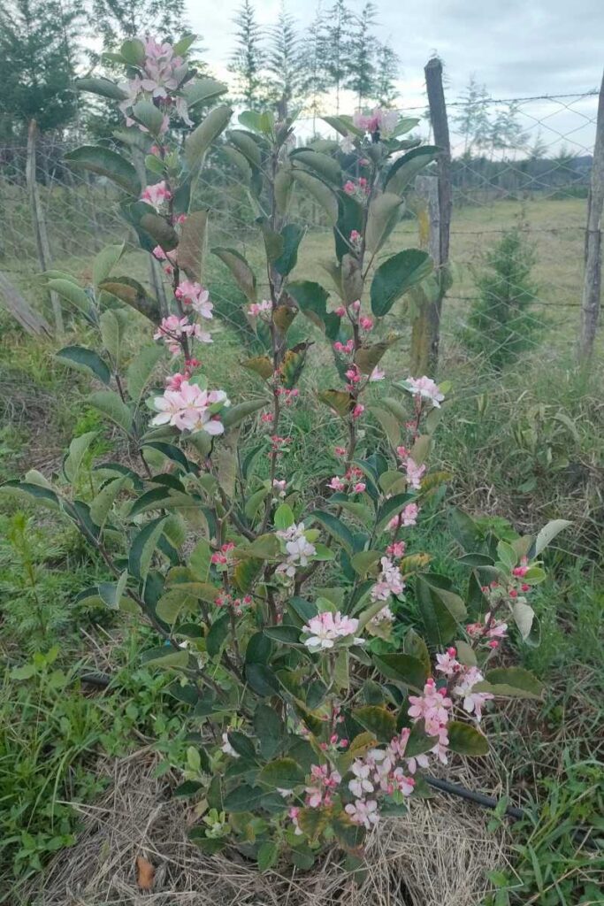 Apple Farming in Kenya