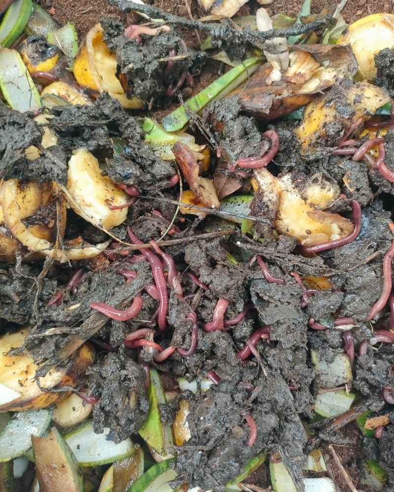 Vermicomposting at Columbia Farm